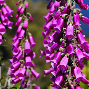 Foxglove