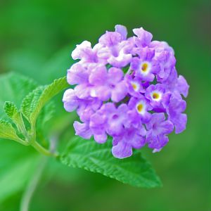 Lantana