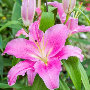 Lily
