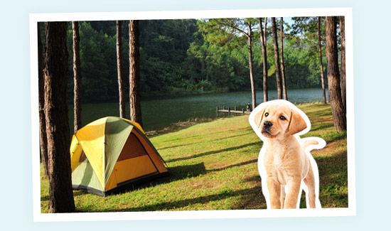 MAX-Camping-550x325-F