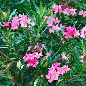 Oleander
