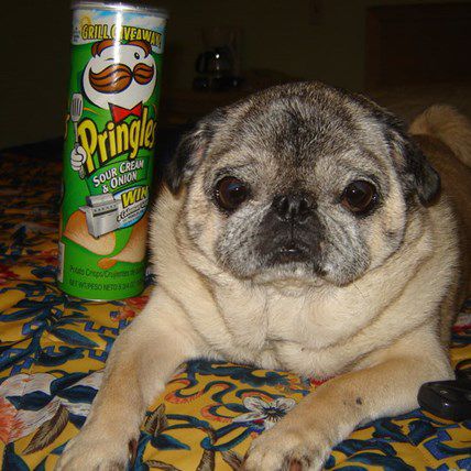 My First Pet: Pumpkin the Pug, Lover of Food and Fun