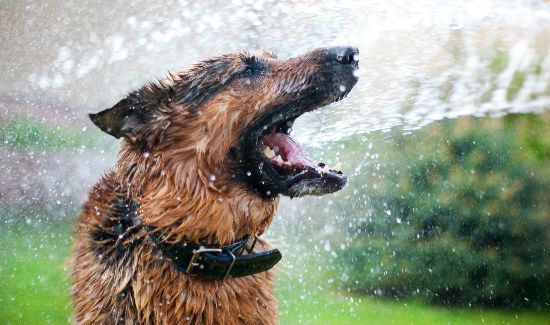 Summer_Dog_Blog