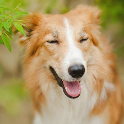 The Funniest Dog Names and Cutest Cat Names