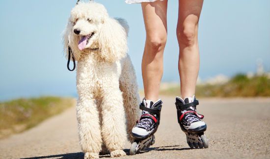 rollerblading_with_dog