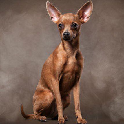 Is Electronic Cigarette Second-Hand "Smoke" Dangerous to Pets?