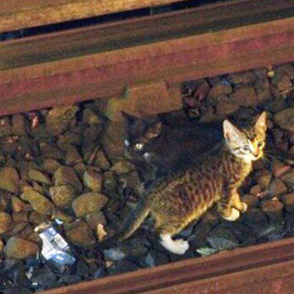 5 Odd Animal News Stories You Missed this Week
