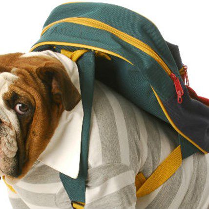 7 Ways to Fight Separation Anxiety in Pets: Back-to-School Edition