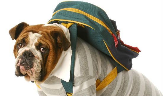 Back-to-school-dog-blog