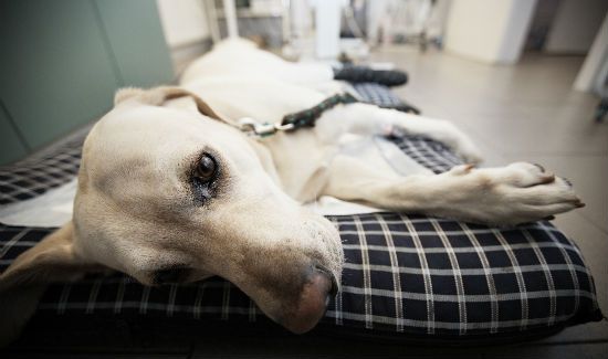 Heartworm-blog-image