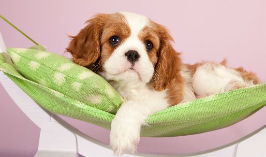 Pampered-Dog-Blog