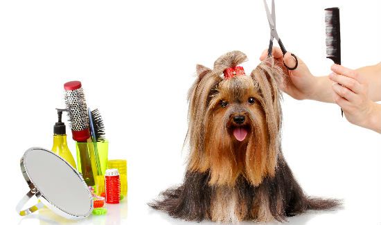 Pampered-Grooming-Blog