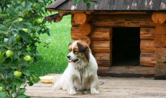 Pampered-House-Blog