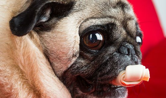 Pampered-Treat-Blog