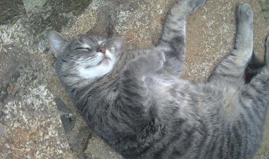 Pumba-asleep