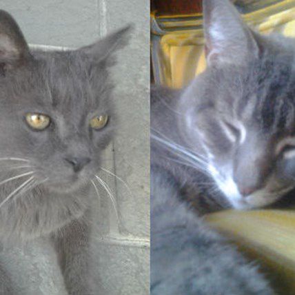 5 Things to Know About Cats (A Dog Person's Perspective)