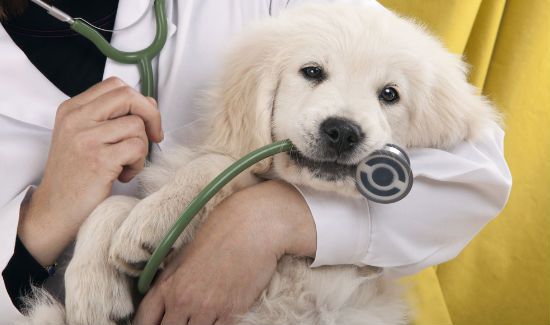 common-dog-meds