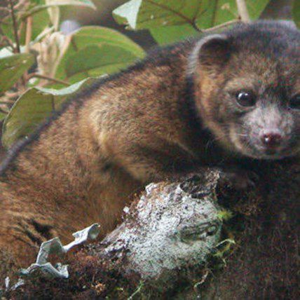 5 Wild Animals You Want to Take Home (And 4 Good Reasons You Shouldn’t)