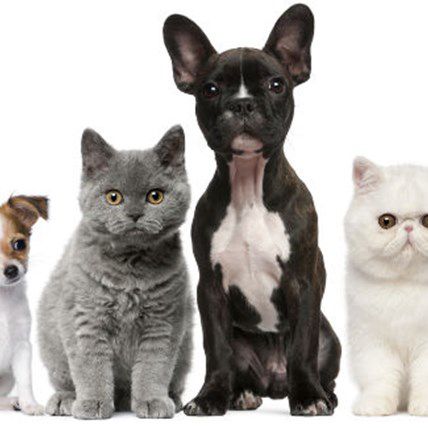 The Family That Barks Together... Check Out Our New Pet Community and Enter to Win $250!