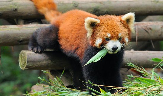 red-panda-blog