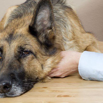 Image for 7 Warning Signs Your Pet Needs to See the Vet