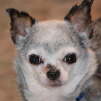 Making Us Smile: Two Puppy Mill Survivors Inspire Action