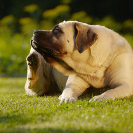 pet friendly flea treatment for yard