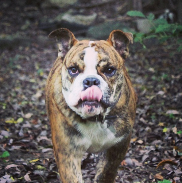 @MACKIE_BULLDOG