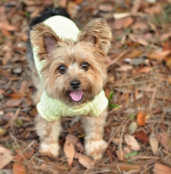 @kintai_the_yorkshireterrier knows it.