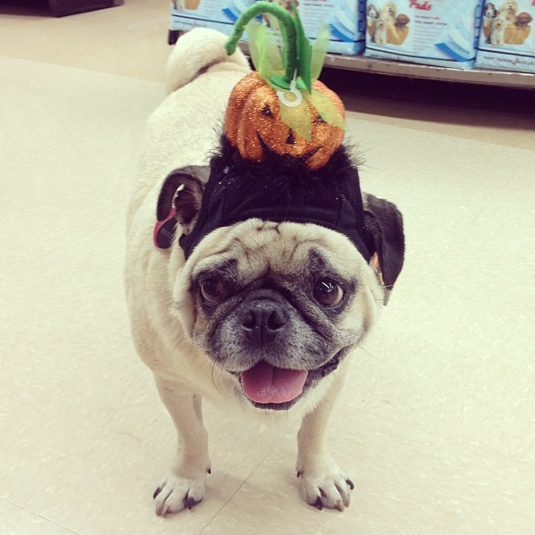 @roccothepug