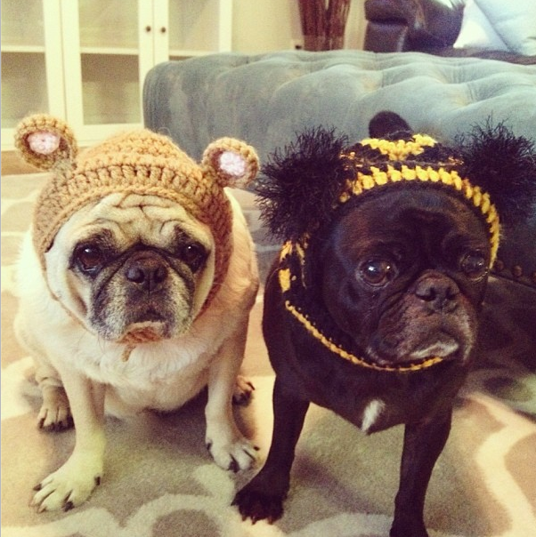 @roccothepug