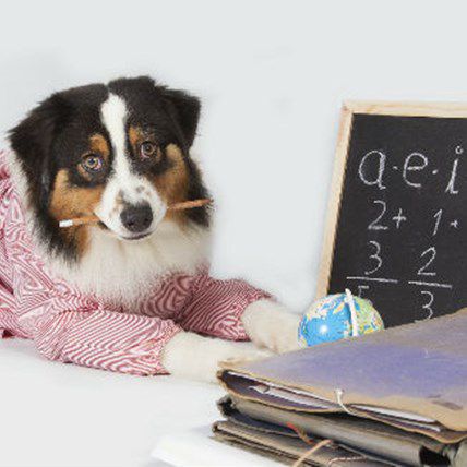 Image for 6 Great Ways to Send Your Pooch Back to School