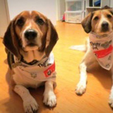 Happy Labor Day: Celebrating Working Dogs! 