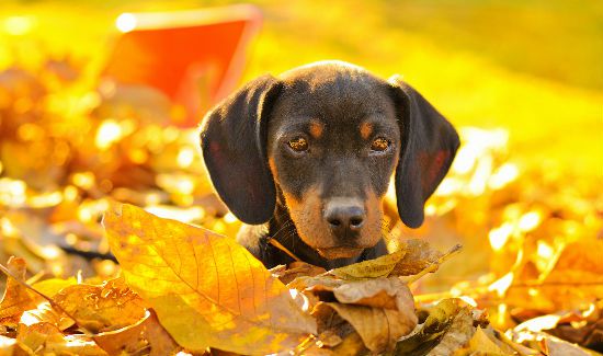 Fall-Leaves-Blog