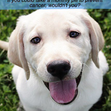 One in 200 Dogs Gets Heartworm Every Year -- You Can Prevent It