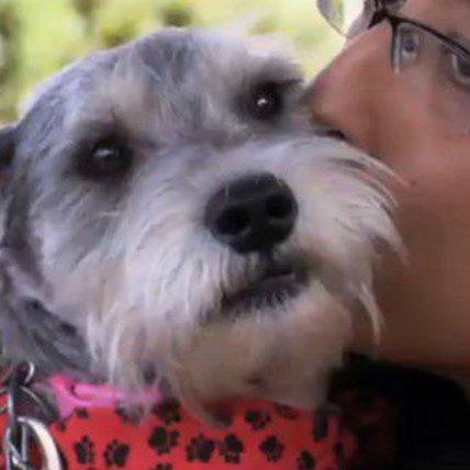 5 Amazing Real Life 'Homeward Bound' Stories That Will Make You Cry