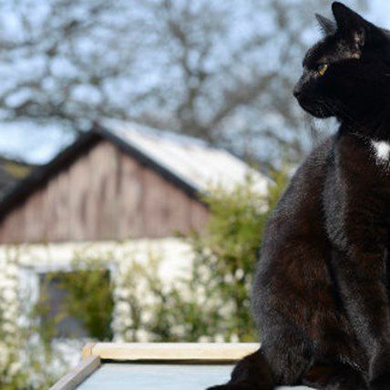 GPS for Your Pets & Training for Flying Dogs -- 5 Pet News Stories You Might Have Missed