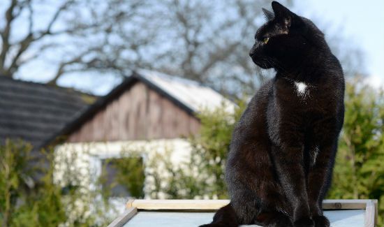 Roundup-Black-Cat-Blog