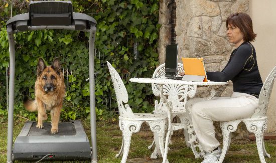 Roundup-Dog-Gadgets-Blog