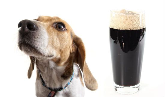 beagle-dark-lager