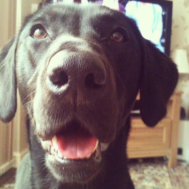 black-lab-looking-at-you