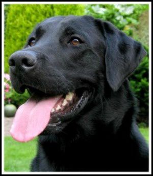 black-lab