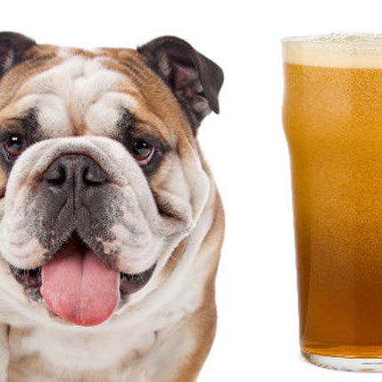 Which Beer is Your Dog Breed? 