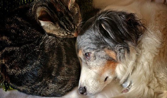 cat-and-dog-arthritis