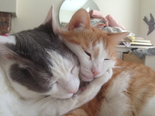 catster-sleepy-hug