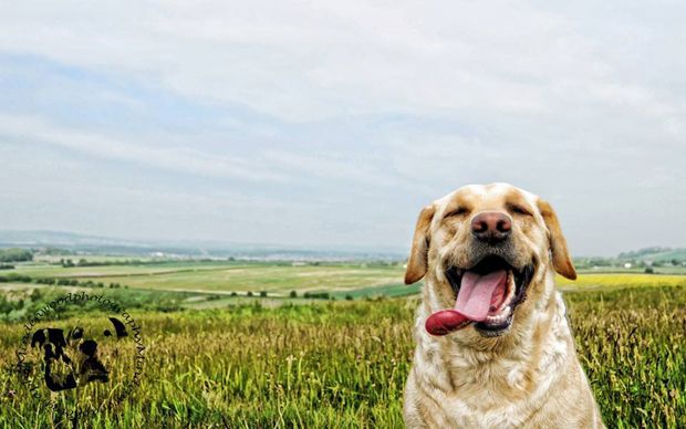 happy-lab-field