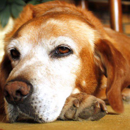 Would You Choose Hospice Care or In-Home Euthanasia for Your Pet?