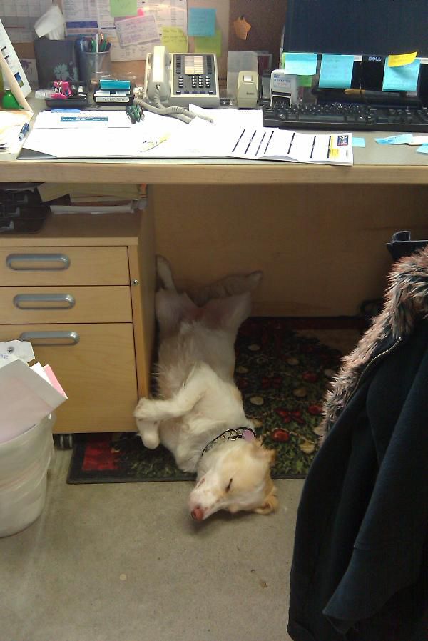 hsus-dog-under-desk