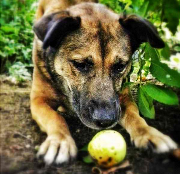 @its_all_about_dogs21
