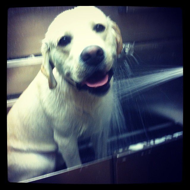 lab-in-bath